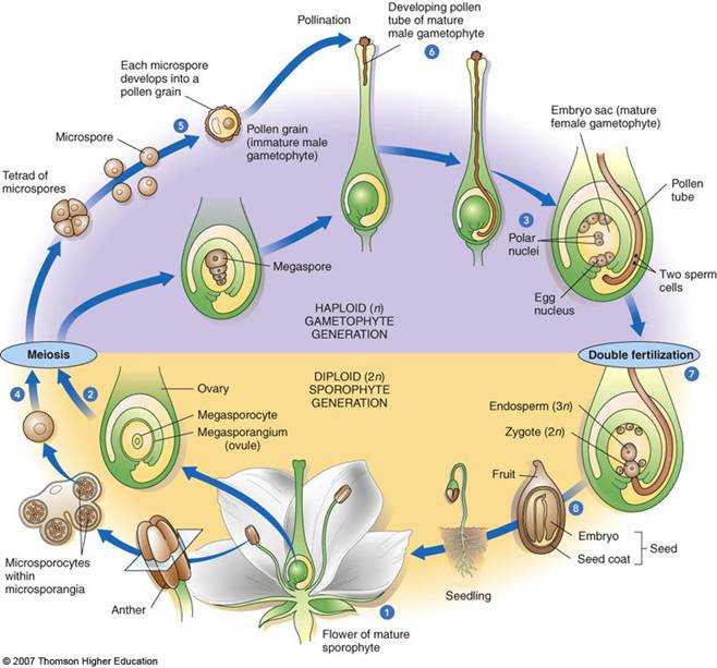 seed plant life cycle 1